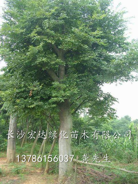 湖南朴树|湖南朴树销售|长沙朴树种植基地 