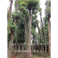 长沙市香樟种植之乡/湖南双头香樟供应商/湖南香樟批发基地 