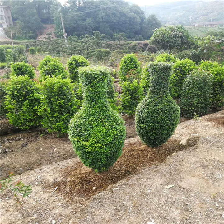 湖南大小叶黄杨直销