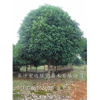 湖南精品桂花树&到湖南买桂花树**_湖南桂花树苗木基地 