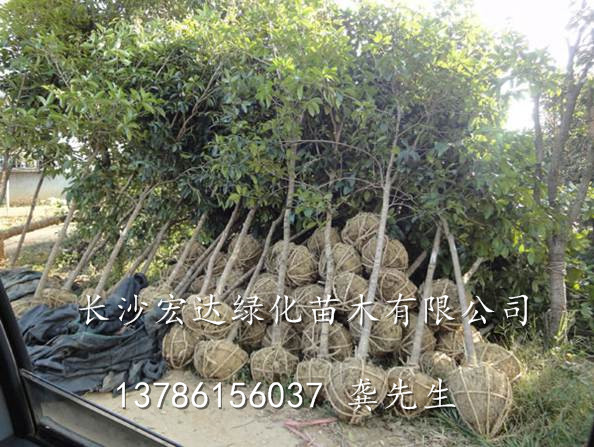 湖南桂花树供应商，长沙宏达绿化苗木供应湖南优质桂花树【图】 