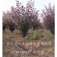 湖南长沙基地出售绿化苗木紫叶李@湖南紫叶李 各种规格紫叶李 