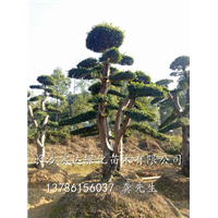 长沙苗圃直销造型榆树古桩&湖南造形榆树桩 树形优美 
