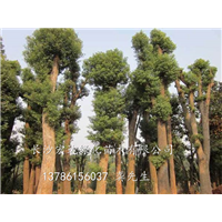 湖南香樟基地，长沙移植骨架香樟供应，供应湖南香樟{图} 