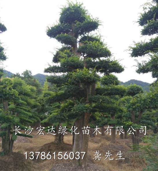 大量供应造型榆树桩@湖南长沙榆树桩种植@湖南造型榆树桩基地 