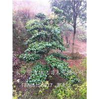 湖南苟骨价格/长沙无刺枸骨批发基地/湖南无刺枸骨销售 