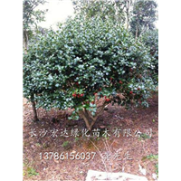 供应无刺枸骨|湖南无刺枸骨|湖南无刺枸骨的介绍 