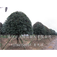 桂花树多少钱一株/湖南桂花（图）/湖南长沙桂花基地 