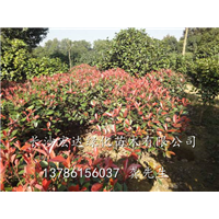 出售红叶石楠球@湖南红叶石楠球@湖南优质红叶石楠球供应商 