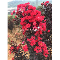 【湖南紫薇_火红紫叶紫薇】长沙紫叶紫薇