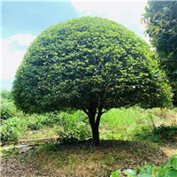 湖南桂花直销基地