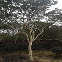 湖南紫薇绿化基地