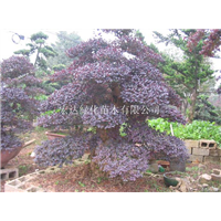 造型优美高1.5至2米红花继木桩 多种造型 看树论价 价格实在 