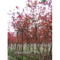红枫树【湖南长沙】出售@湖南红枫树种植基地@供应优质红枫树量大 