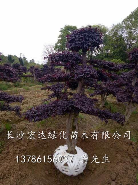湖南红继木桩-长沙造型红继木桩基地-湖南造型红花继木桩批发 