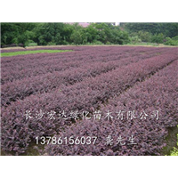 大量低价红继木出售||湖南红继木批发商||湖南红继木供应地址 