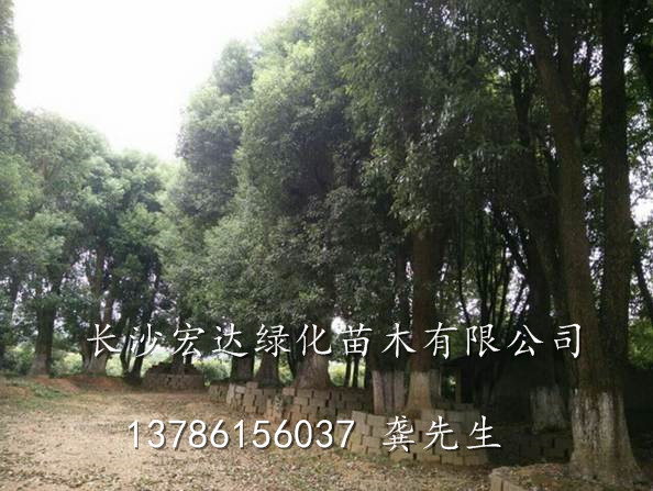 供应多头香樟@湖南香樟树价格@湖南多头香樟供应商 