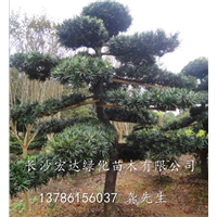 大量供应罗汉松_湖南造型罗汉松_长沙种植地 