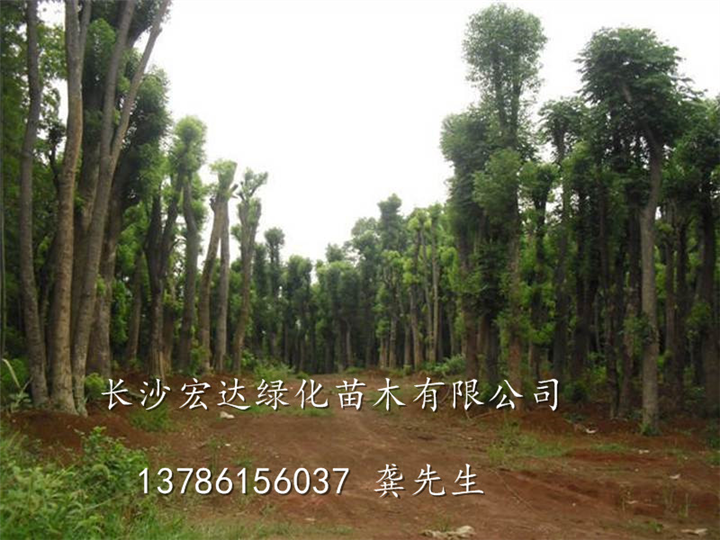 湖南香樟树_供应长沙香樟树_湖南长沙专业供应香樟树 