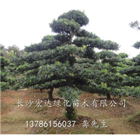 自家直销湖南造型罗汉松-湖南罗汉松出售-长沙造型罗汉松供应 