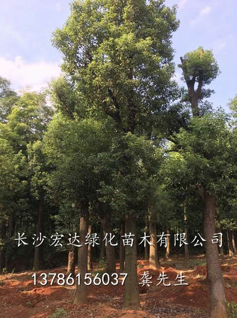 湖南香樟树/湖南哪里的香樟树**多/湖南香樟树园林绿化苗木 