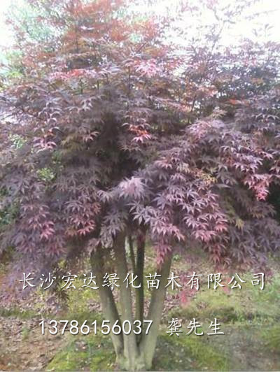 湖南红枫种植基地-底价直销各种尺寸湖南高杆嫁接红枫树 