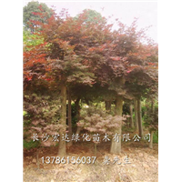 红枫桩