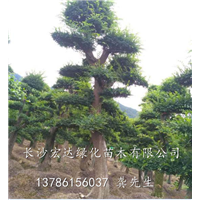 长沙造型榆树桩&湖南造型榆树桩批发&长沙造型榆树桩供应基地 