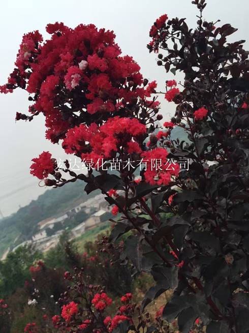 出售火红紫叶紫薇苗/湖南火红紫叶紫薇批发 