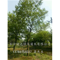 朴树出售/欢迎订购朴树苗木/湖南长沙朴树种植场 