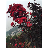 出售火红紫叶紫薇苗/湖南火红紫叶紫薇批发 