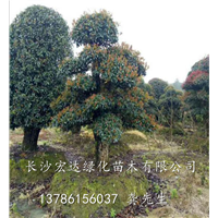 湖南基地直销椤木石楠树桩、长沙造型椤木石楠价优、欢迎实地考察 