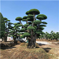 湖南罗汉松造型风景树