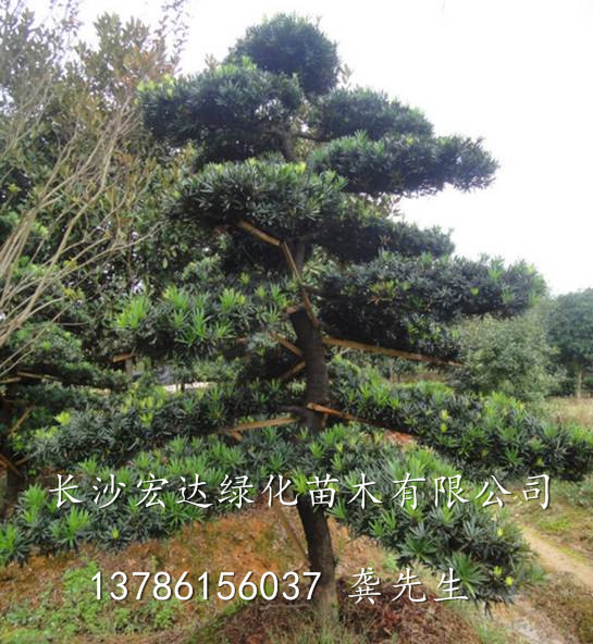 长沙罗汉松苗木批发供应商(图)，湖南造型罗汉松出售 