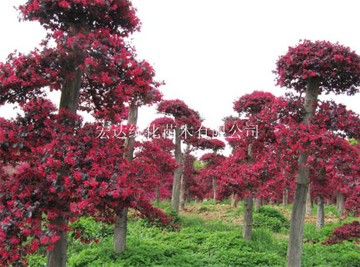 湖南红继木桩造型、湖南精品造型红花继木桩 