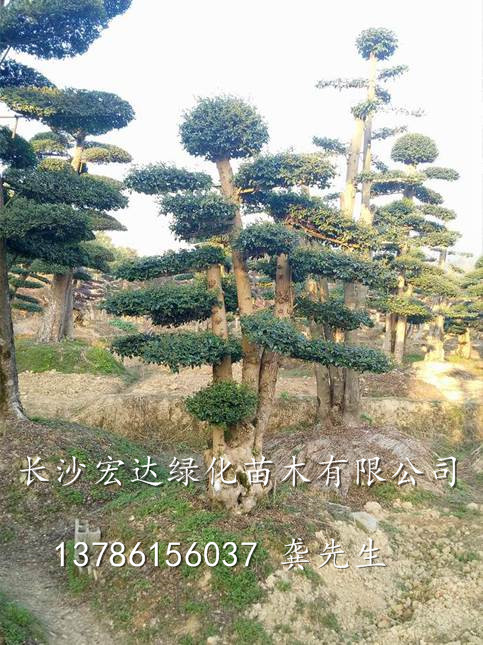 湖南精品造型榆树@湖南造型榆树古桩@长沙造型榆树基地 