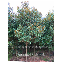湖南哪里有广玉兰卖/湖南广玉兰价格/湖南长沙广玉兰苗木基地 