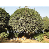 长沙八月桂供应，湖南八月桂出售，长沙八月桂供应价格 