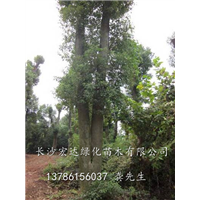 湖南大型香樟基地@湖南专业香樟种植@湖南香樟批发基地 
