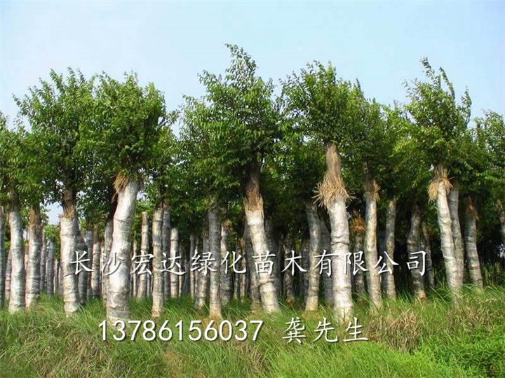 湖南朴树_长沙朴树苗木供应_长沙朴树种植基地 