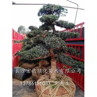 罗汉松造型图片|湖南罗汉松价格|长沙造型罗汉松批发价格 