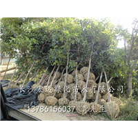 湖南桂花树供应商，长沙宏达绿化苗木供应湖南优质桂花树【图】 