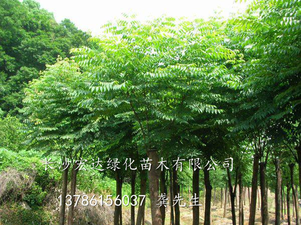 无患子销售@湖南无患子种植@湖南长沙无患子基地 