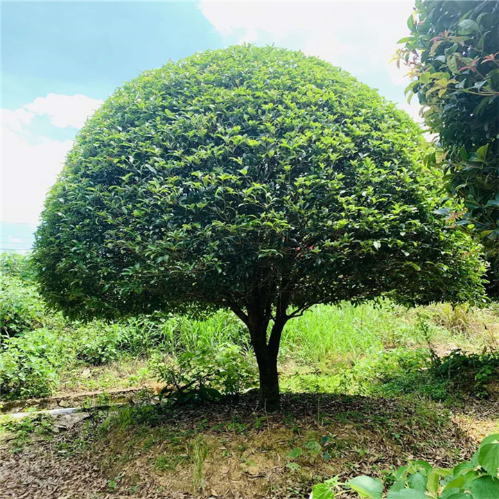 湖南桂花直销基地