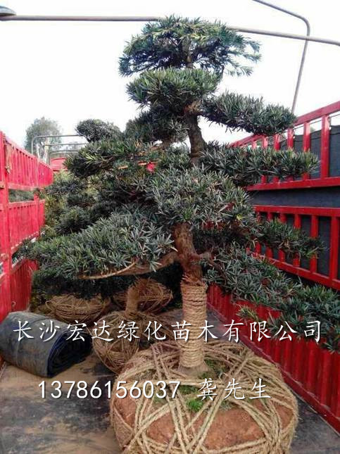 罗汉松造型图片|湖南罗汉松价格|长沙造型罗汉松批发价格 