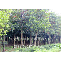 出售杜英树/湖南杜英树/湖南长沙杜英树价格 