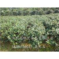湖南茶花销售|湖南长沙茶花批发|优质茶花栽培技术 