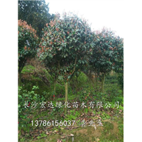 出售七公分红叶石楠|湖南红叶石楠种植|湖南红叶石楠批发基地 