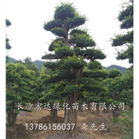 大量供应造型榆树桩@湖南长沙榆树桩种植@湖南造型榆树桩基地 