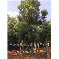 湖南香樟树/湖南哪里的香樟树**多/湖南香樟树园林绿化苗木 